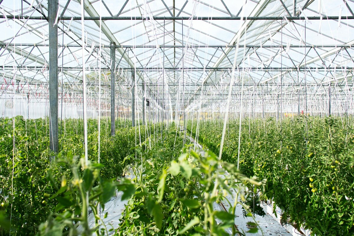 Commercial greenhouse tomato canopy representing applied crop-production expertise